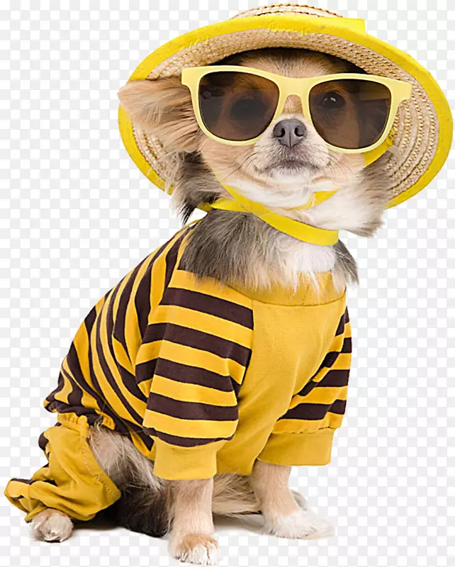 奇瓦瓦小狗t恤摄影太阳镜-带太阳镜的酷狗