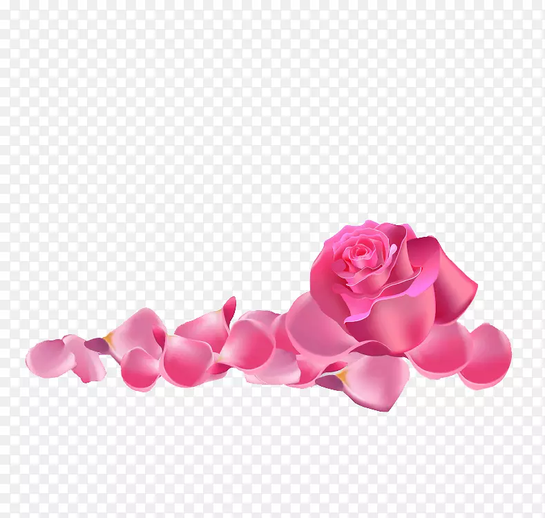 花园玫瑰沙滩玫瑰粉红色-粉红色玫瑰