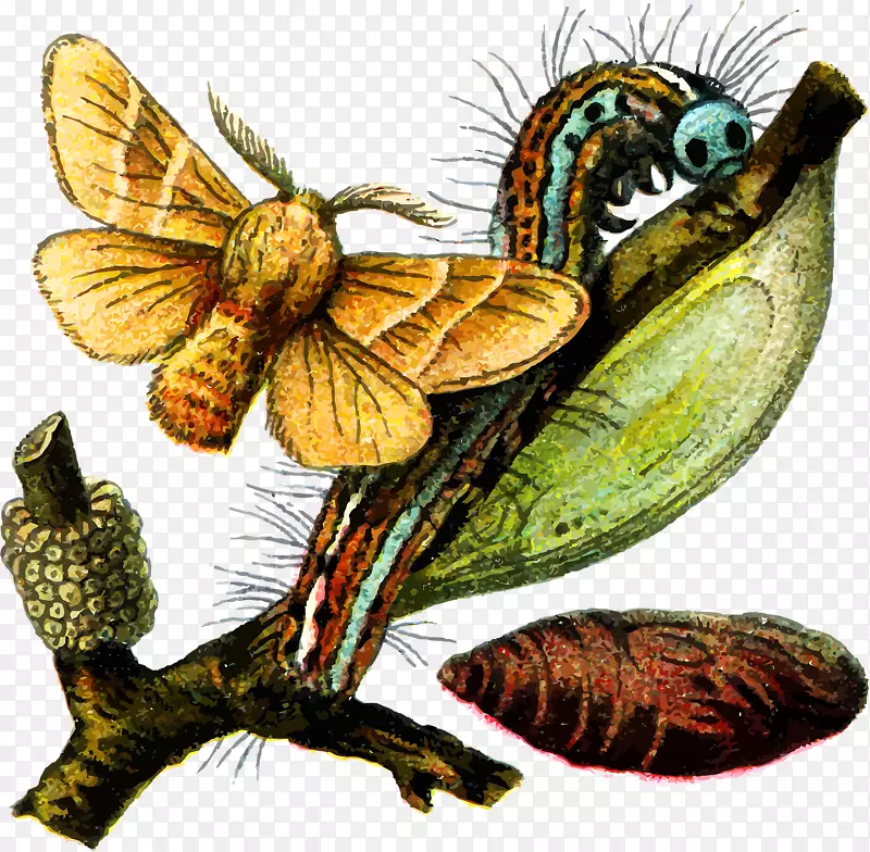 蝴蝶蛾虫毛虫蝴蝶和毛虫