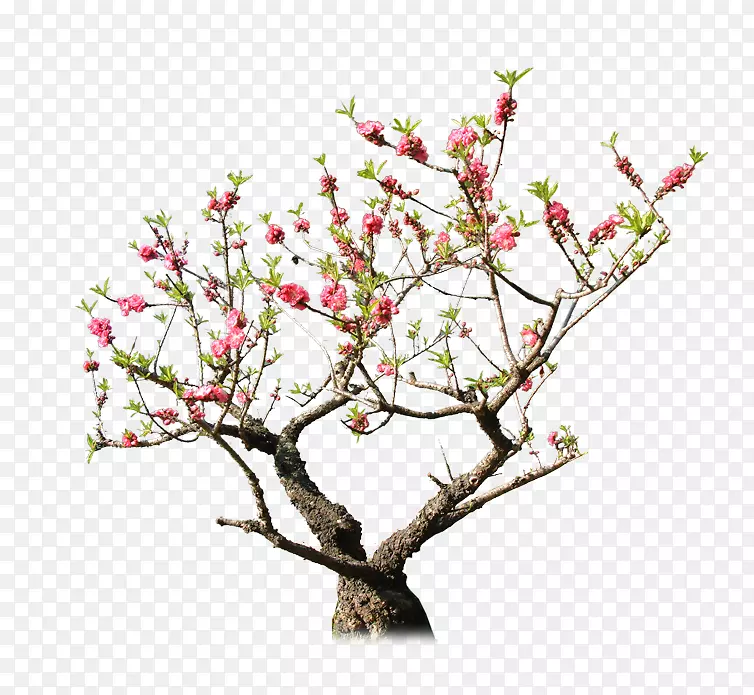 桃树岩园下载-桃树
