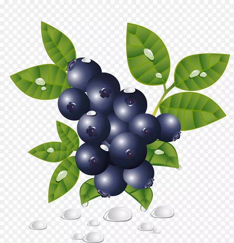 蓝莓-蓝莓果