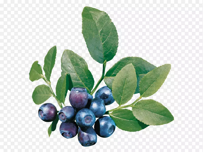 欧洲蓝莓剪贴画-蓝莓果