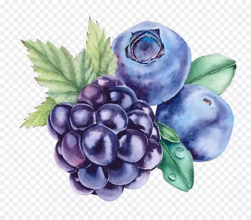 葡萄蓝莓水彩画越橘葡萄蓝莓果