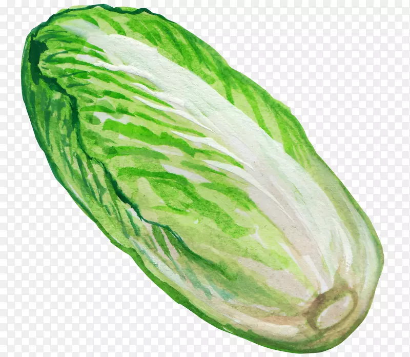 纳帕卷心菜蔬菜插图-绿色卷心菜
