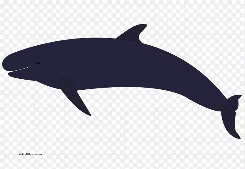 虎鲸座头鲸剪贴画-假日海豚剪贴画