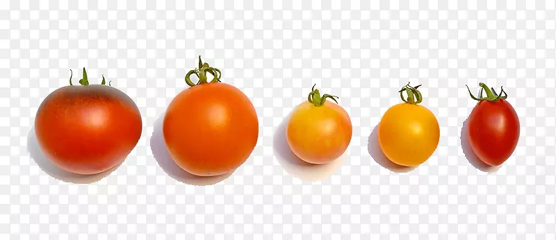 樱桃番茄有机食品蔬菜茄子甜度-多种番茄