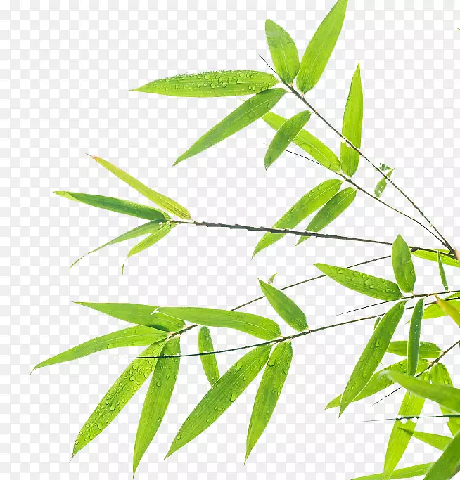 竹叶绿色壁纸.竹叶背景设计