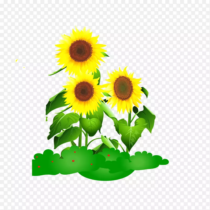 普通向日葵绘图动画-向日葵