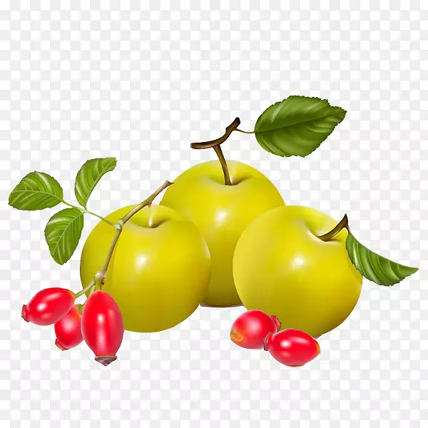 浆果玫瑰梨载体梨和番茄