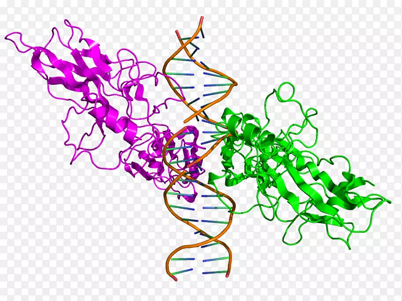 nf-u03bab结构蛋白细胞因子剪贴画家庭成员图片