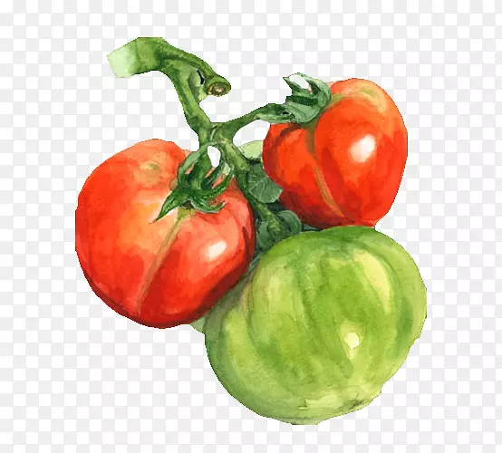 水彩画番茄-水彩番茄