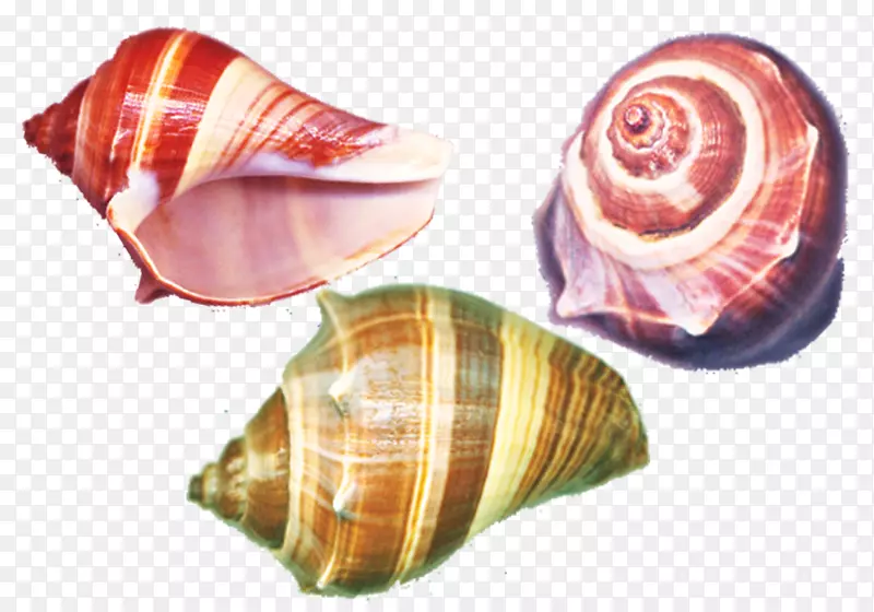 海螺-彩色海螺材料