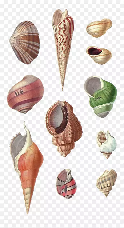 贝壳螺、软体动物壳图.手绘海螺