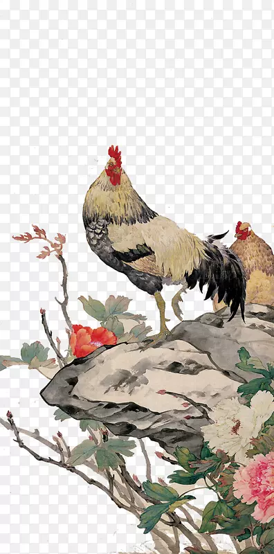 鸡画画家公壁鸡