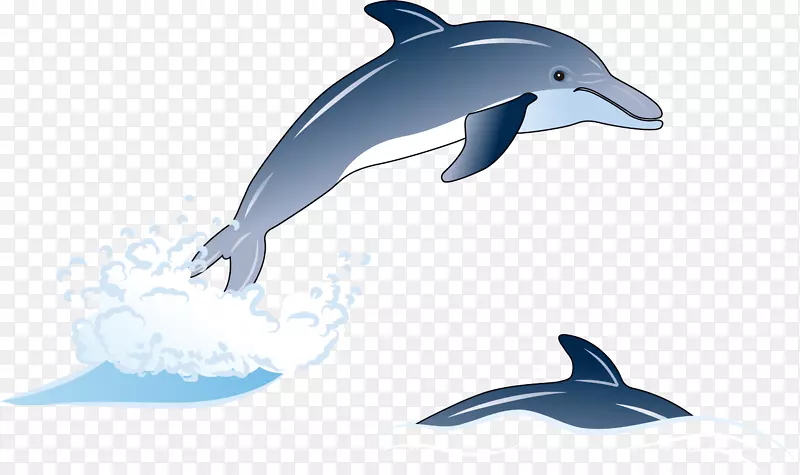 普通宽吻海豚短喙普通海豚粗齿海豚图库溪白嘴海豚手绘蓝色海豚