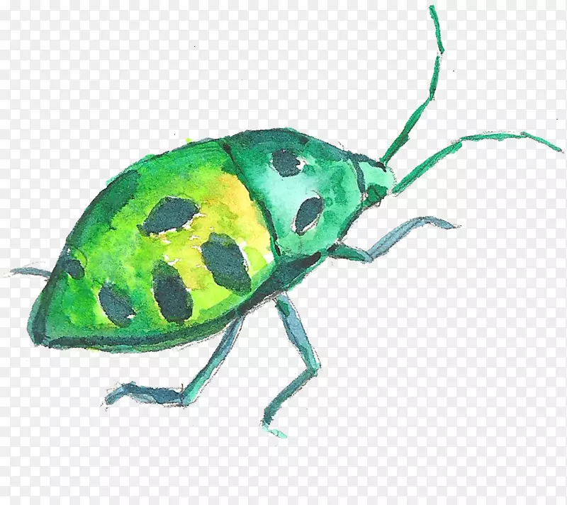 大众甲虫水彩画-爬行绿色昆虫