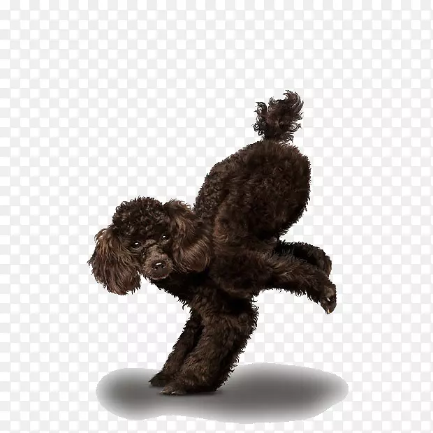 吉娃娃金毛猎犬瑜伽狗-淘气狗