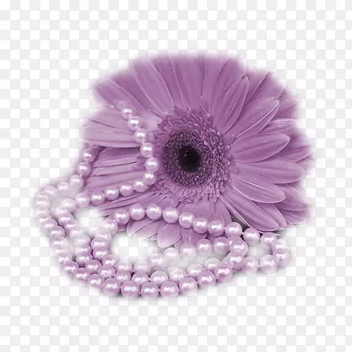 紫菊花-紫菊花
