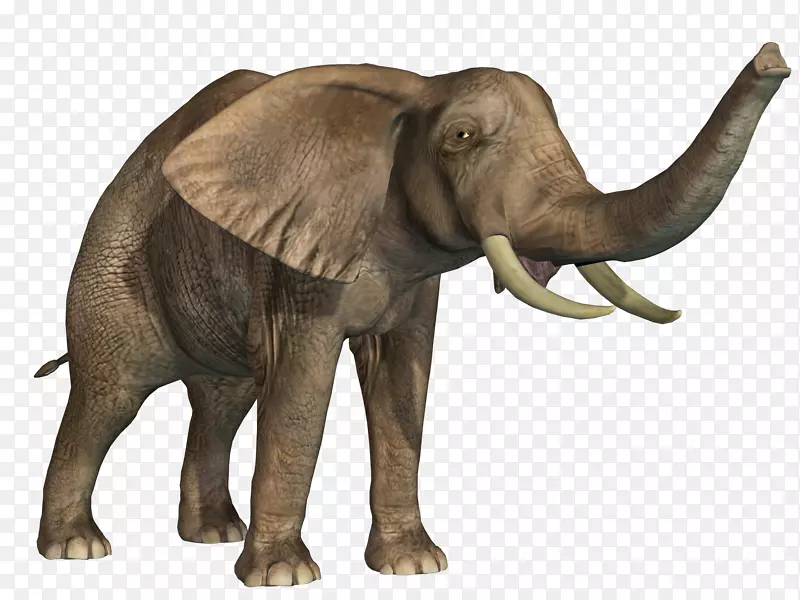 非洲象印度象-幼象鼻子自由拉材料
