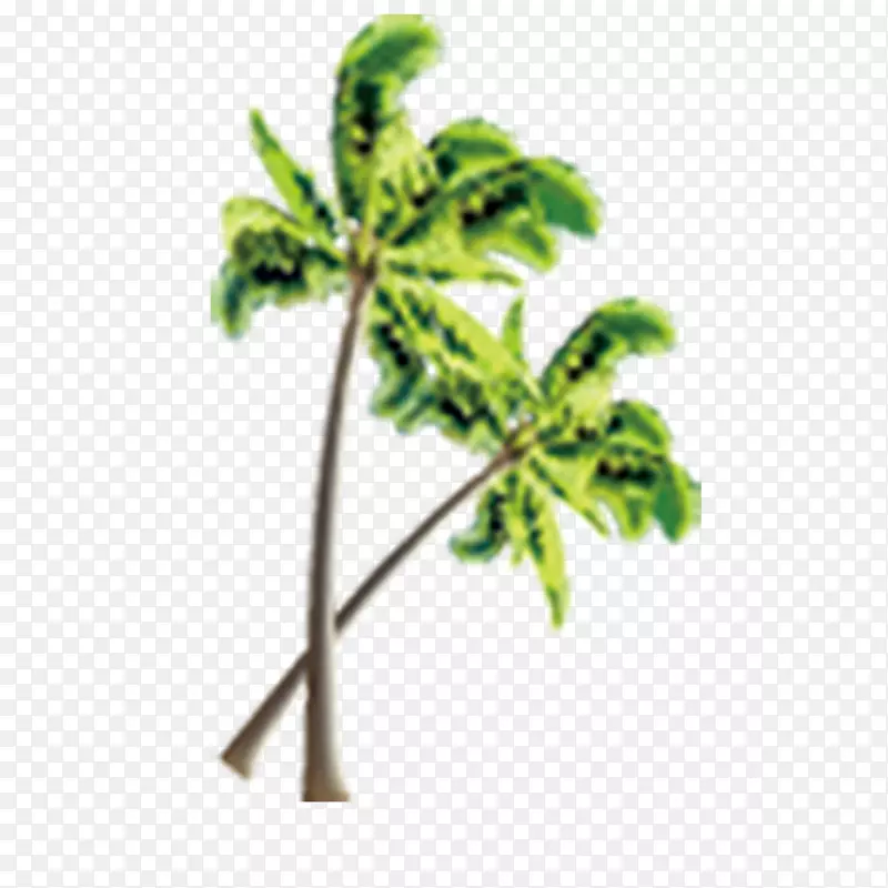 海滩树椰子树