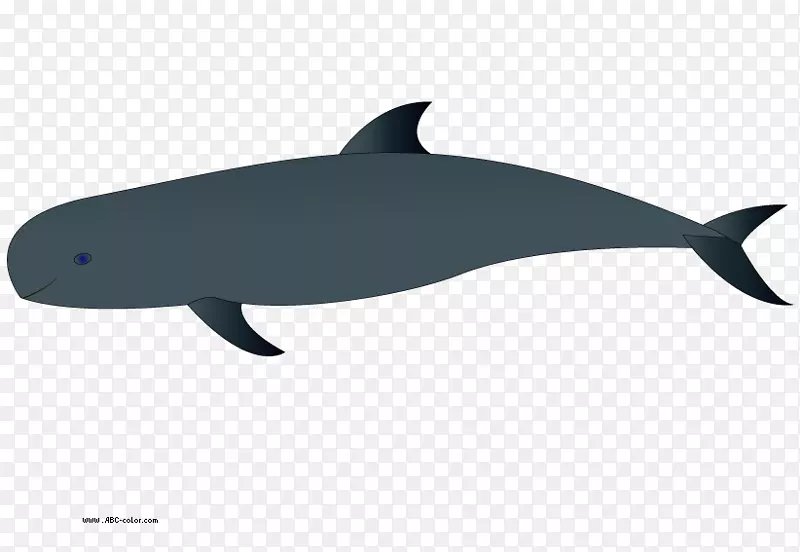 普通宽吻海豚图库溪幼鲸剪贴画-假日海豚剪贴画
