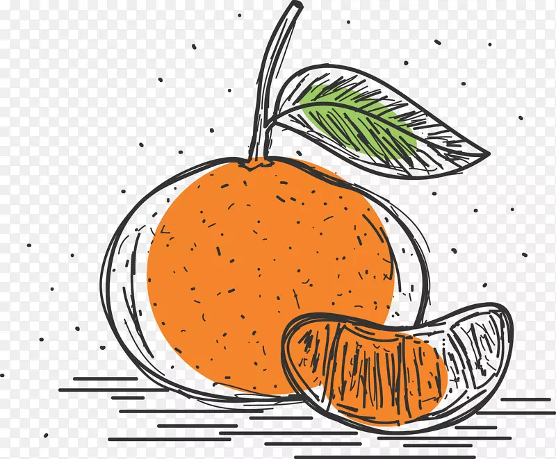 柑桔柚子clementine用手画简单的葡萄柚