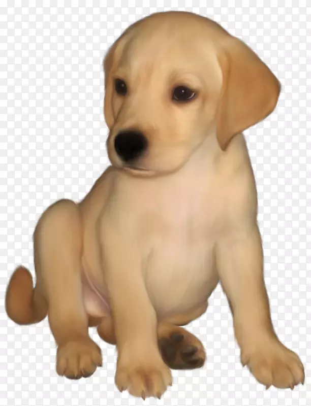 拉布拉多猎犬金毛猎犬苏格兰牧羊犬小狗剪贴画黄色拉布拉多剪贴画