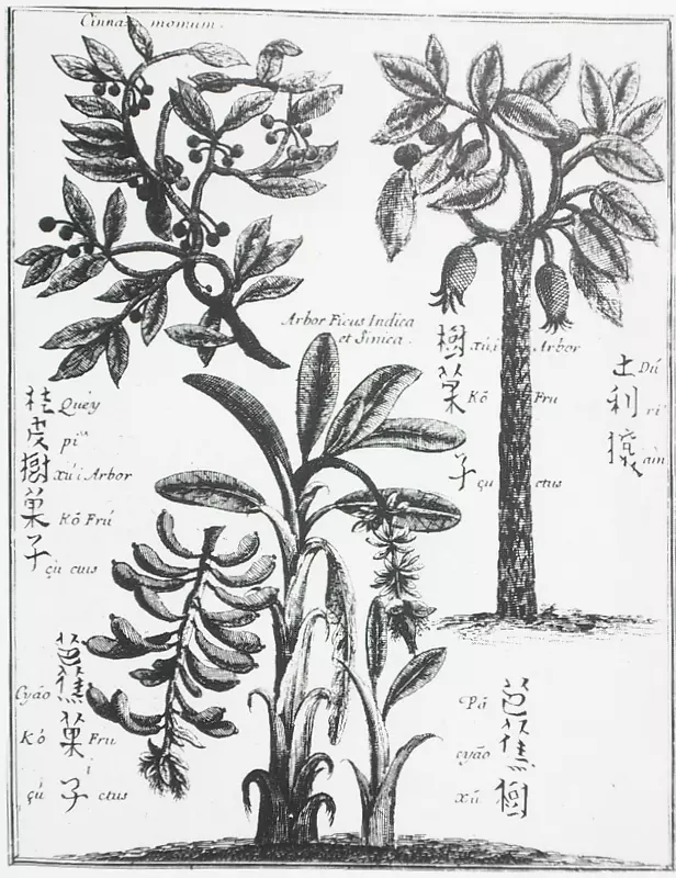 杜利奥齐贝斯图烹饪香蕉树.芭蕉树绘图