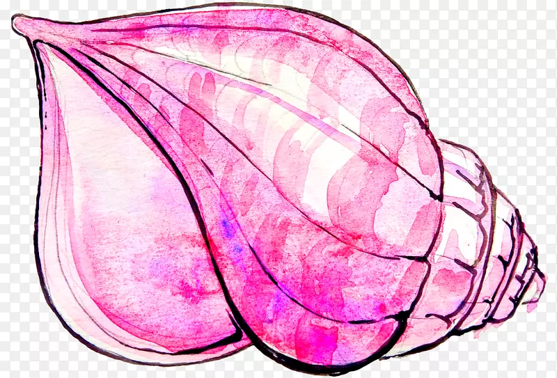 粉红海螺壳
