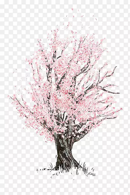 樱花素描-樱桃树