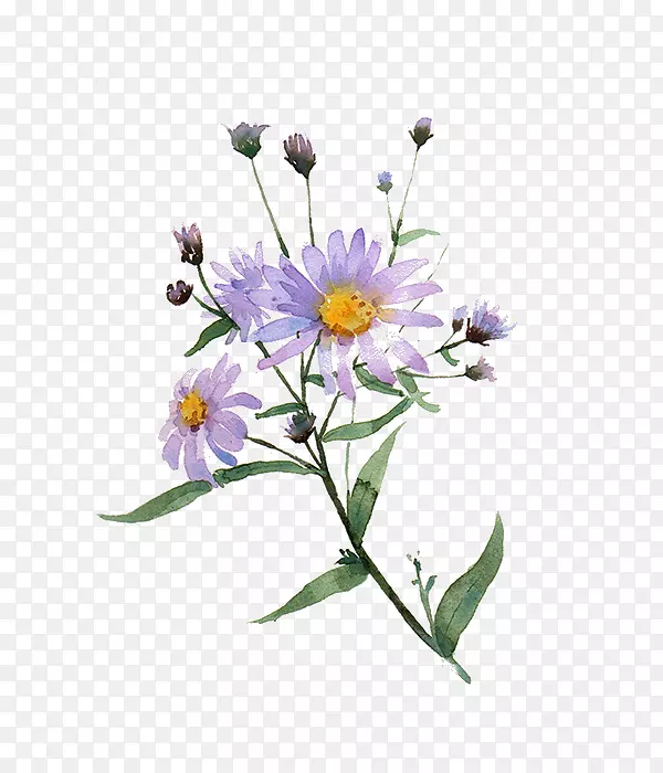 菊花插图-紫色菊花