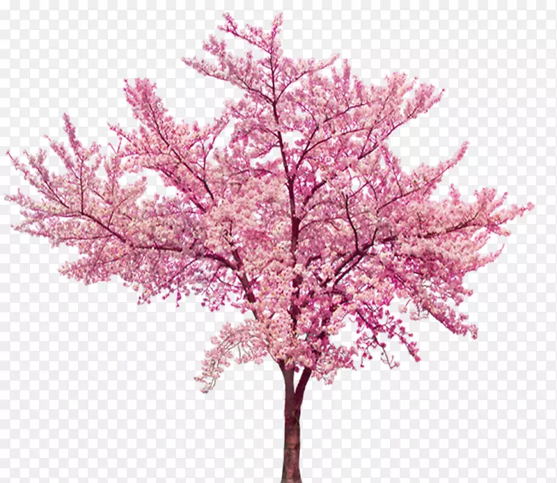 樱花樱桃-美丽的樱桃树