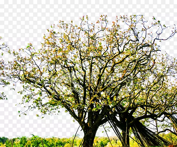 亚洲梨欧洲梨树-庄园里的梨树