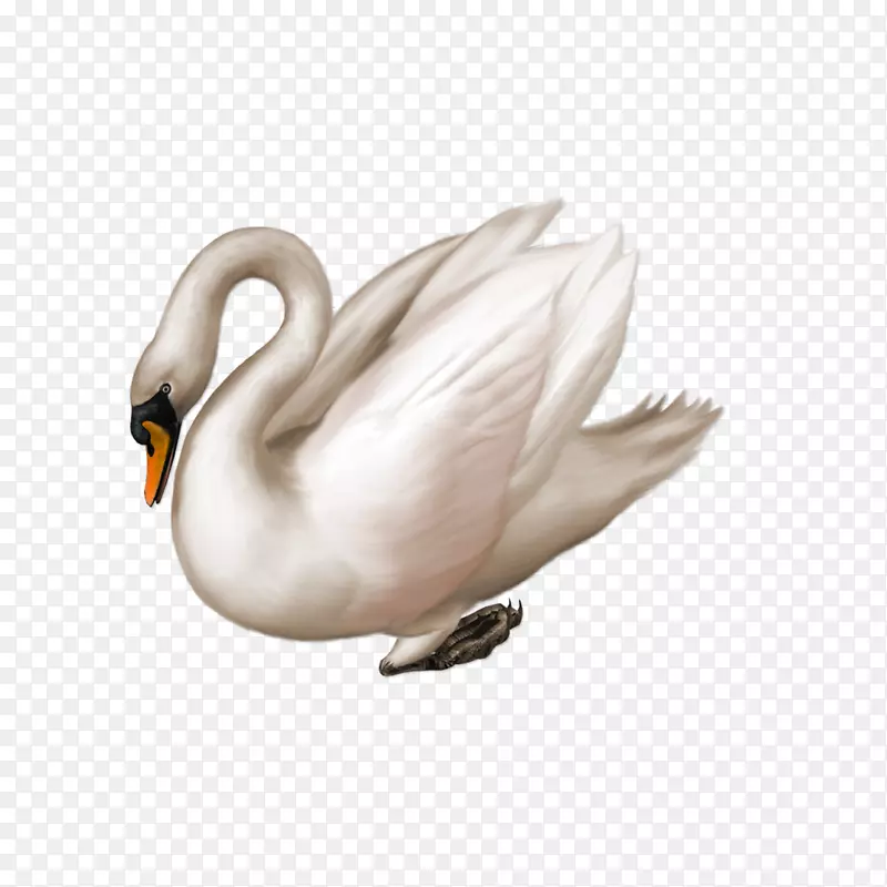 黑天鹅画片艺术-动物白天鹅