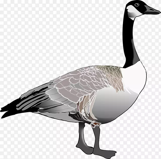 加拿大鹅鸟夹艺术-经典设计素描鹅