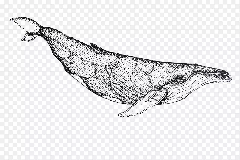 海豚画.画鲸