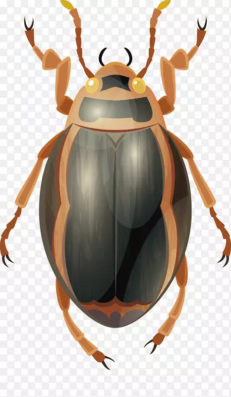 虫粪甲虫-昆虫载体