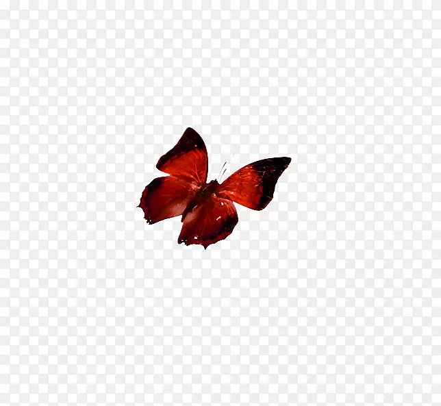 蝴蝶红色-深红色蝴蝶
