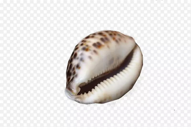 海螺-美丽的海螺