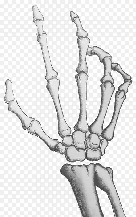 人体骨骼手绘骨-手掌骨骼