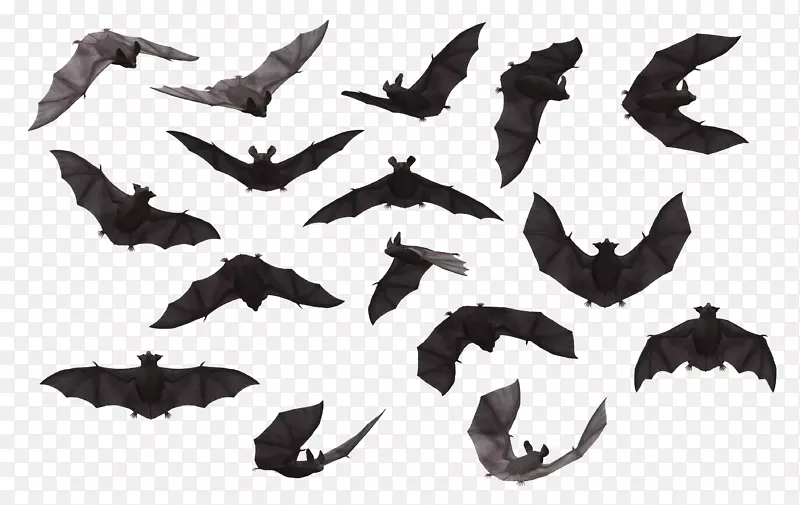 蝙蝠剪贴画-各种位置蝙蝠轮廓