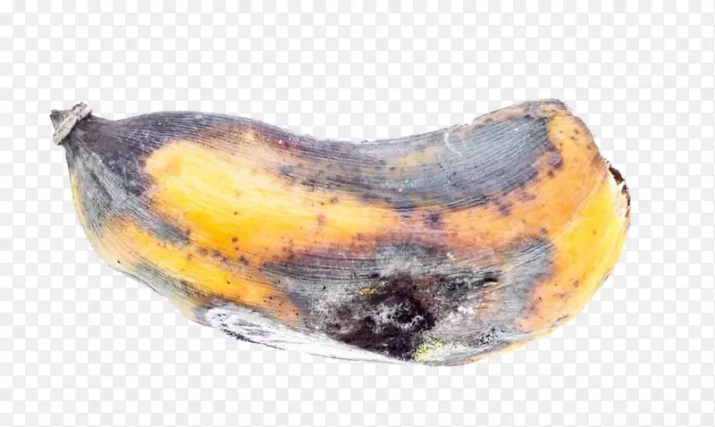 香蕉砧木摄影-发霉香蕉