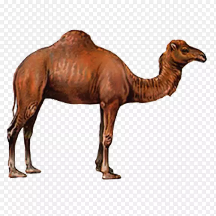 骆驼画-骆驼