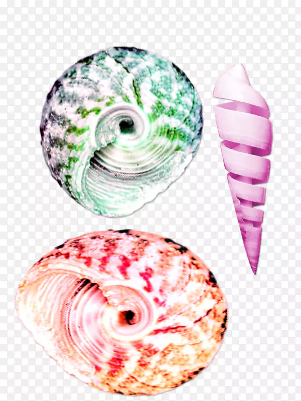 贝壳色海螺-小而美丽的五颜六色的海螺