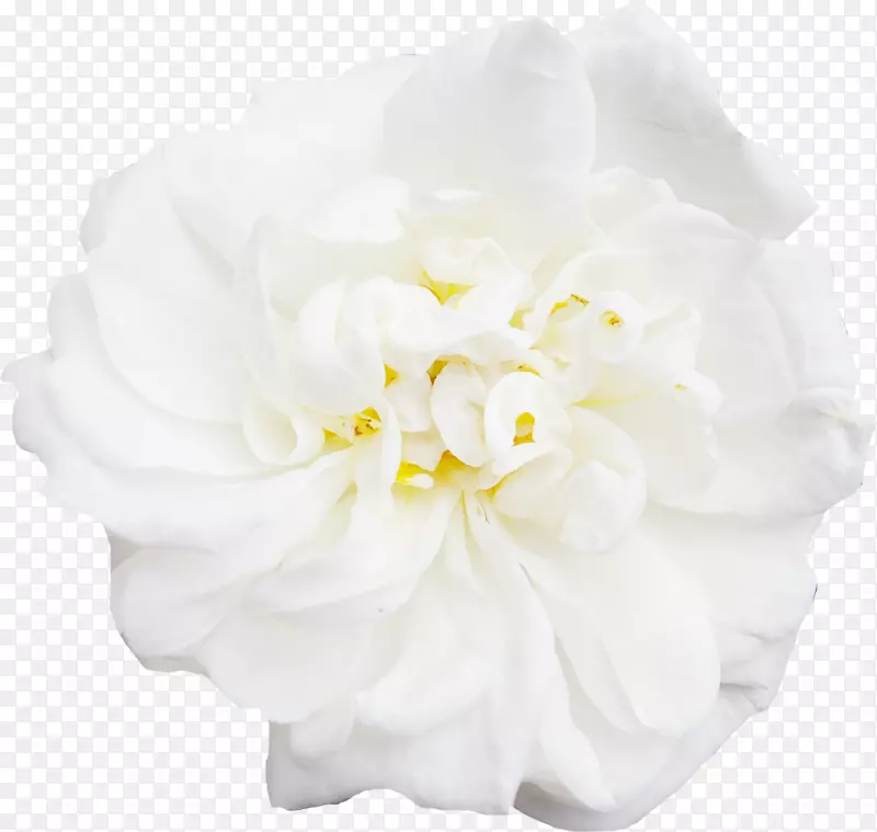 白花牡丹-白色，牡丹，装饰，鲜花