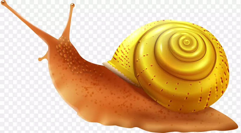 海蜗牛剪贴画-可爱的蜗牛