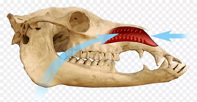 三角龙恐龙鼻-恐龙头骨