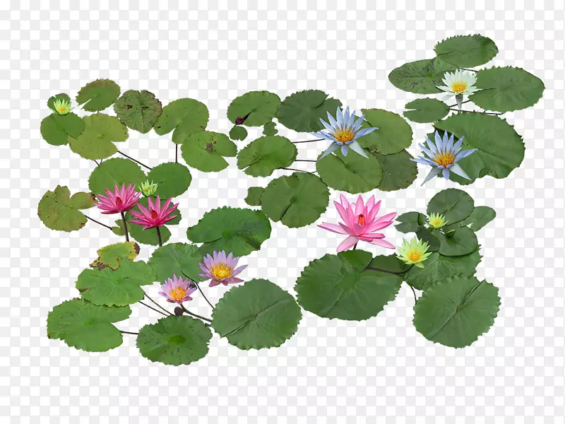 睡莲-百合水生植物-水生植物