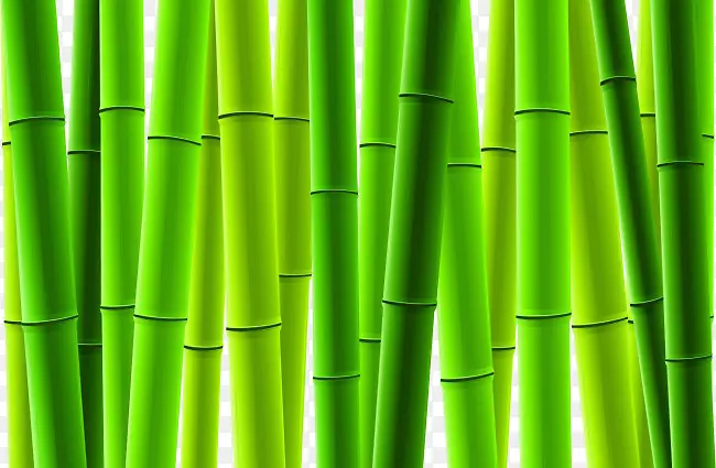 竹子树-竹新竹