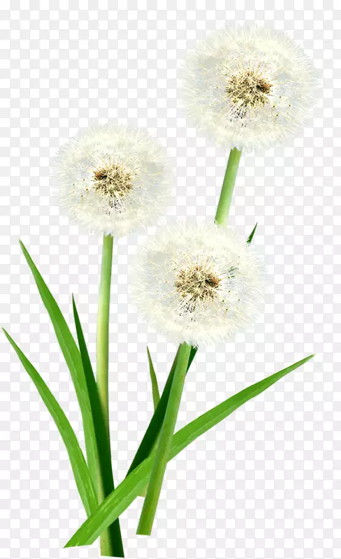 蒲公英食品花卉设计肝消化-白色夏季漂浮蒲公英